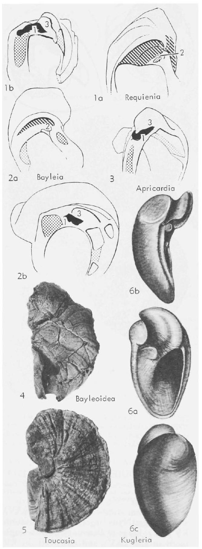 Fossil Image