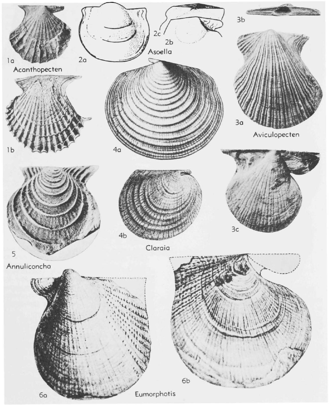 Fossil Image