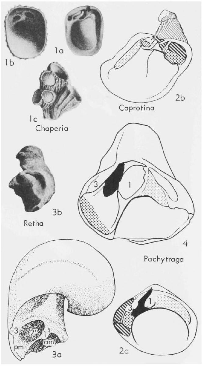 Fossil Image