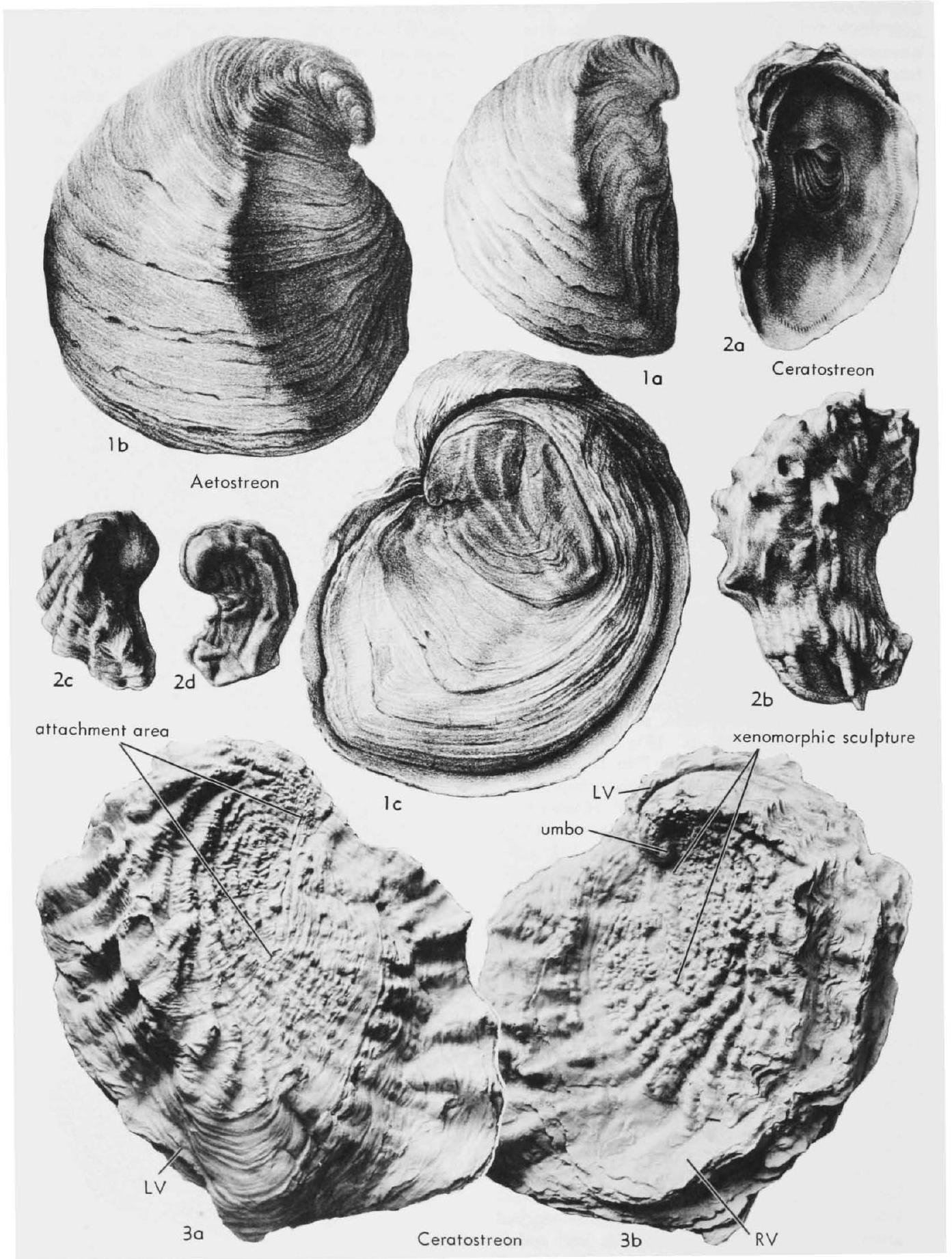 Fossil Image