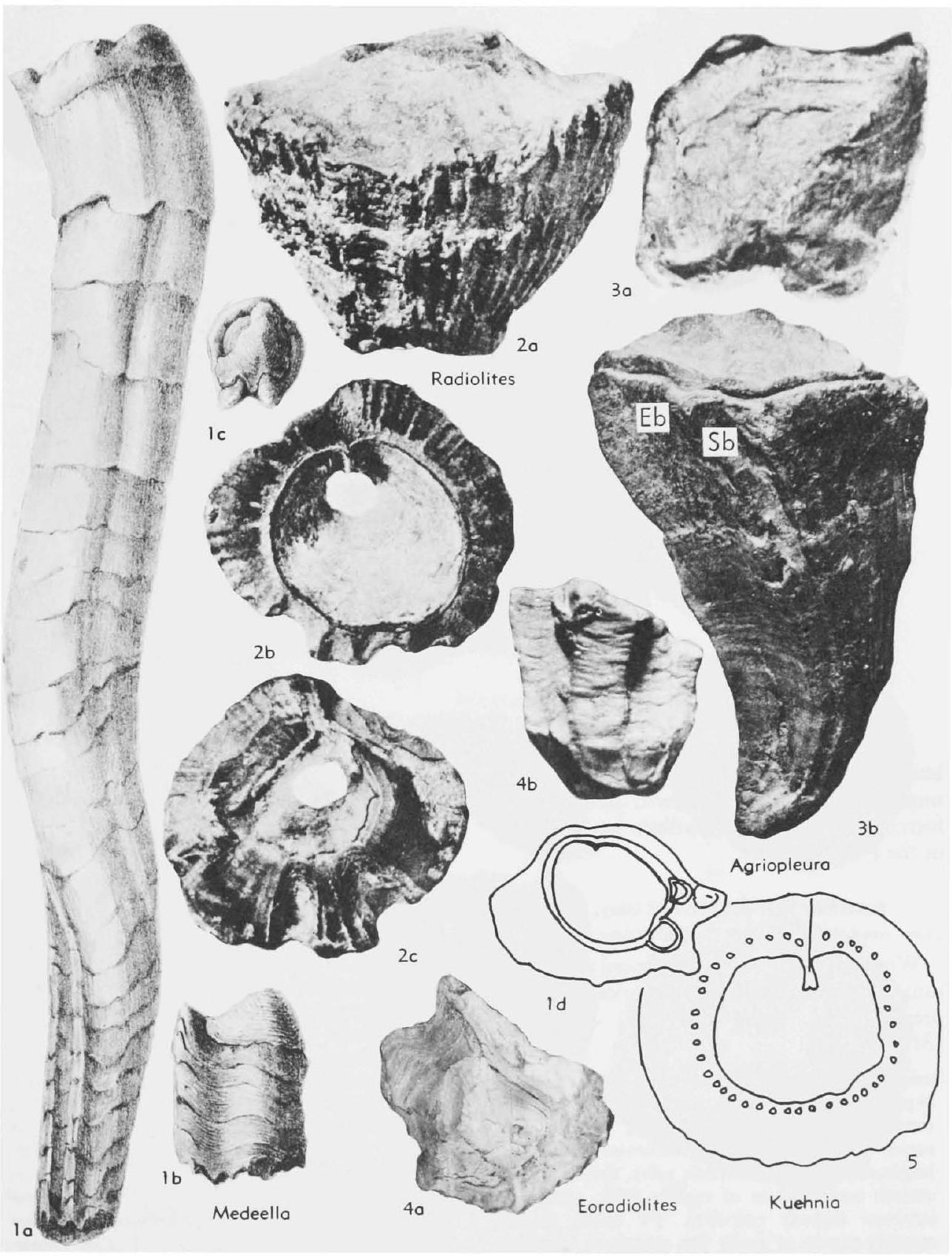 Fossil Image