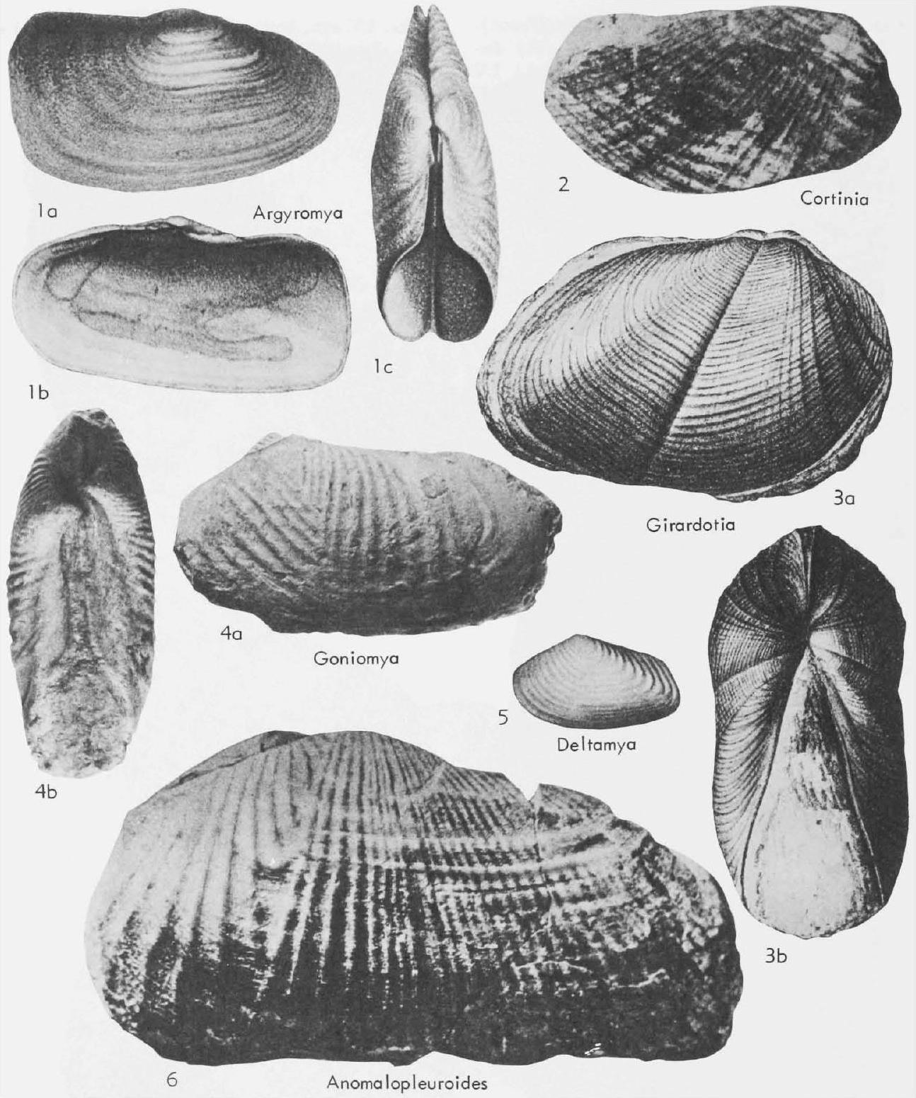 Fossil Image