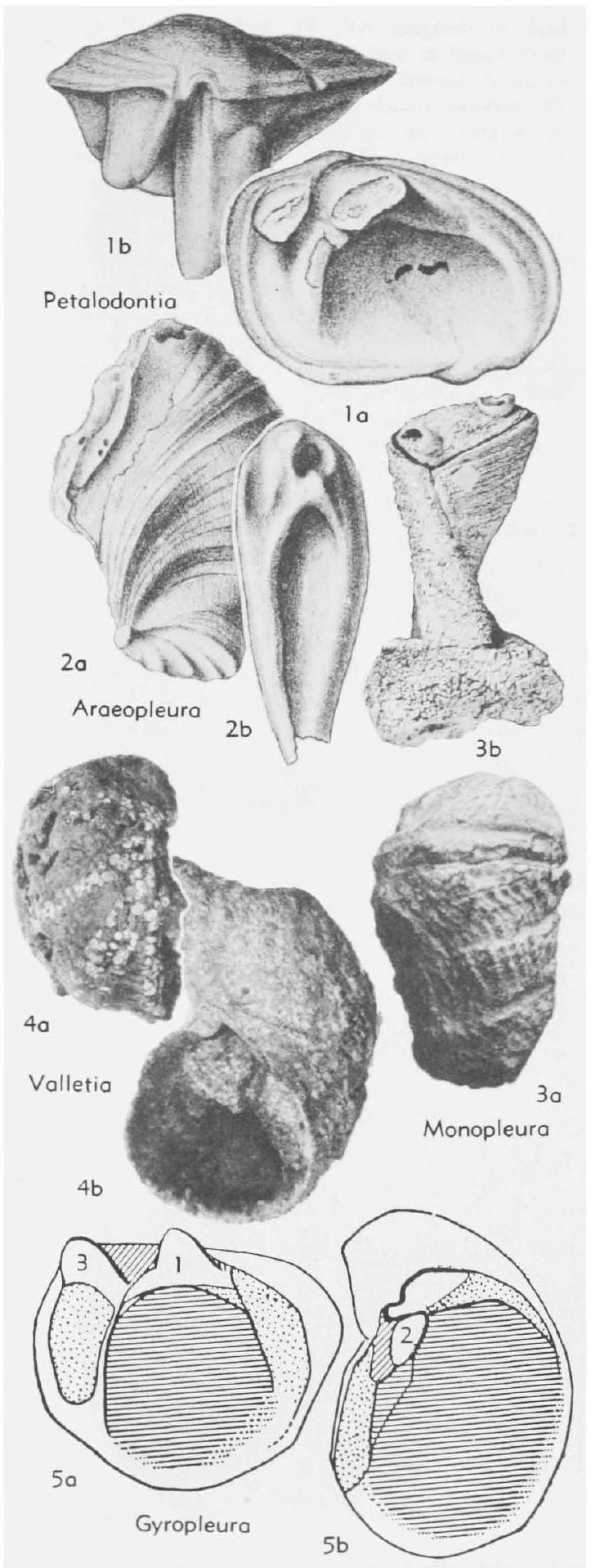Fossil Image