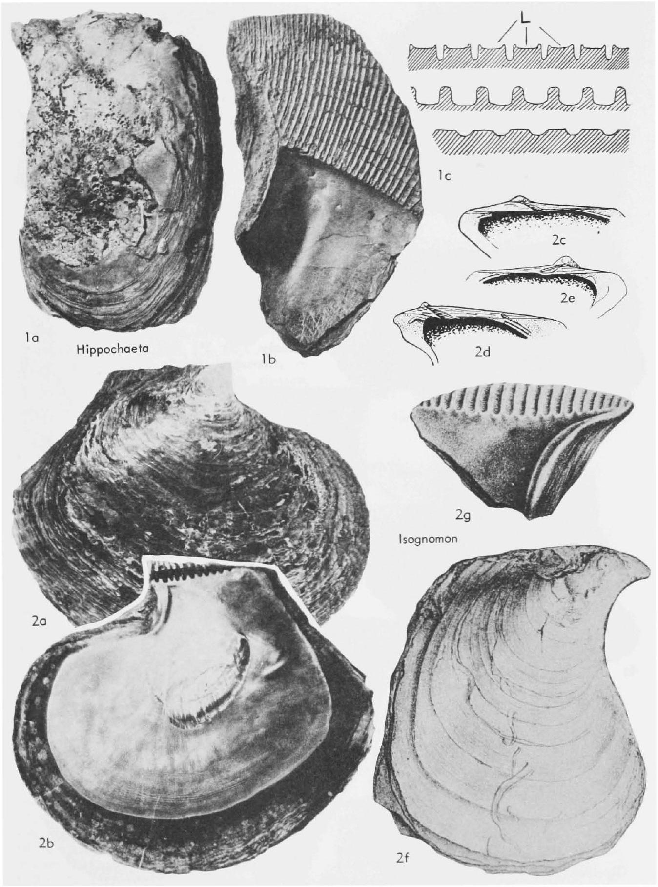 Fossil Image