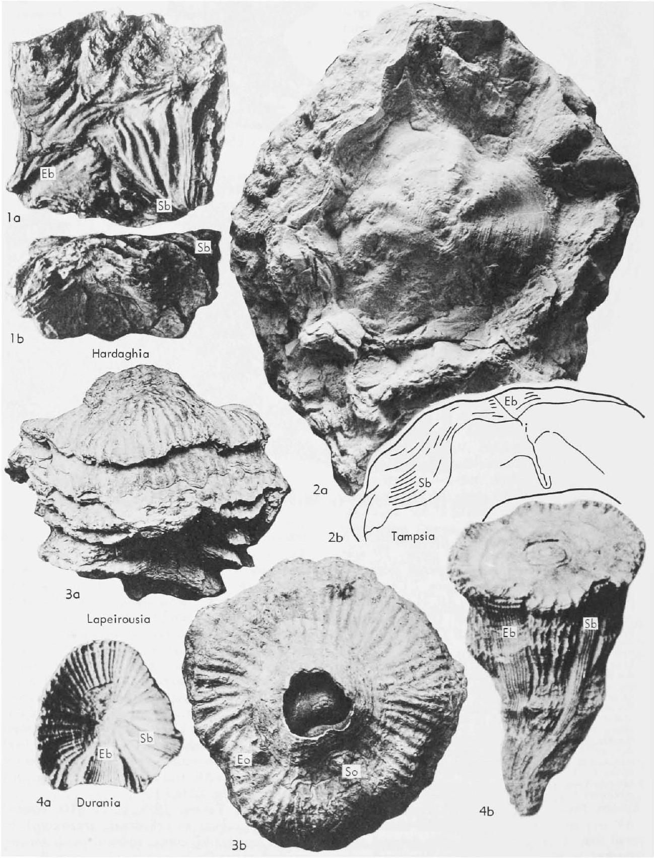 Fossil Image