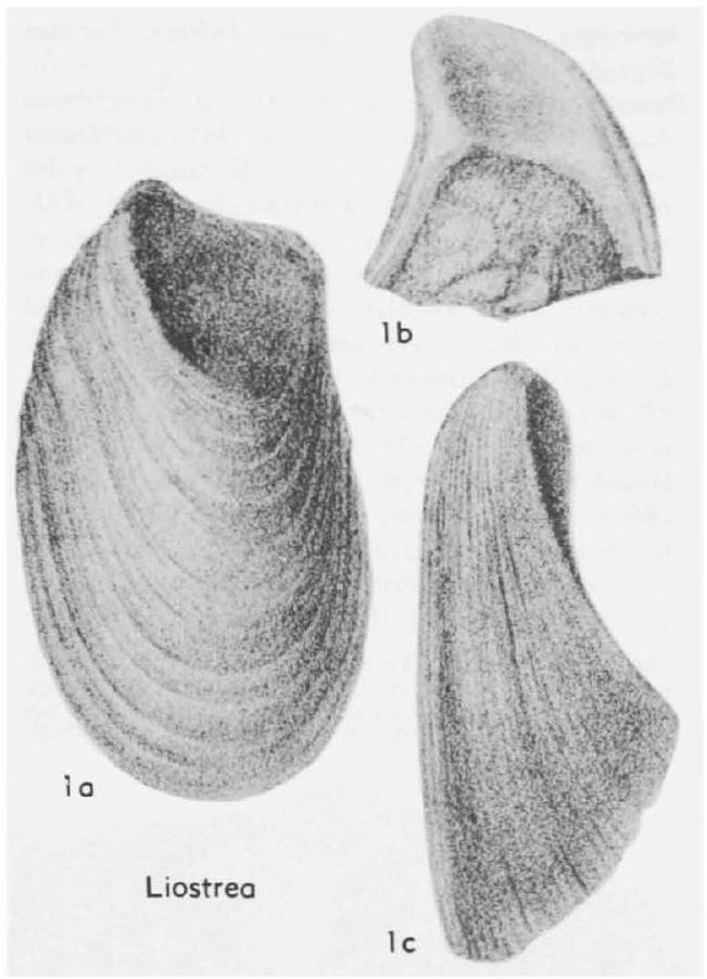 Fossil Image