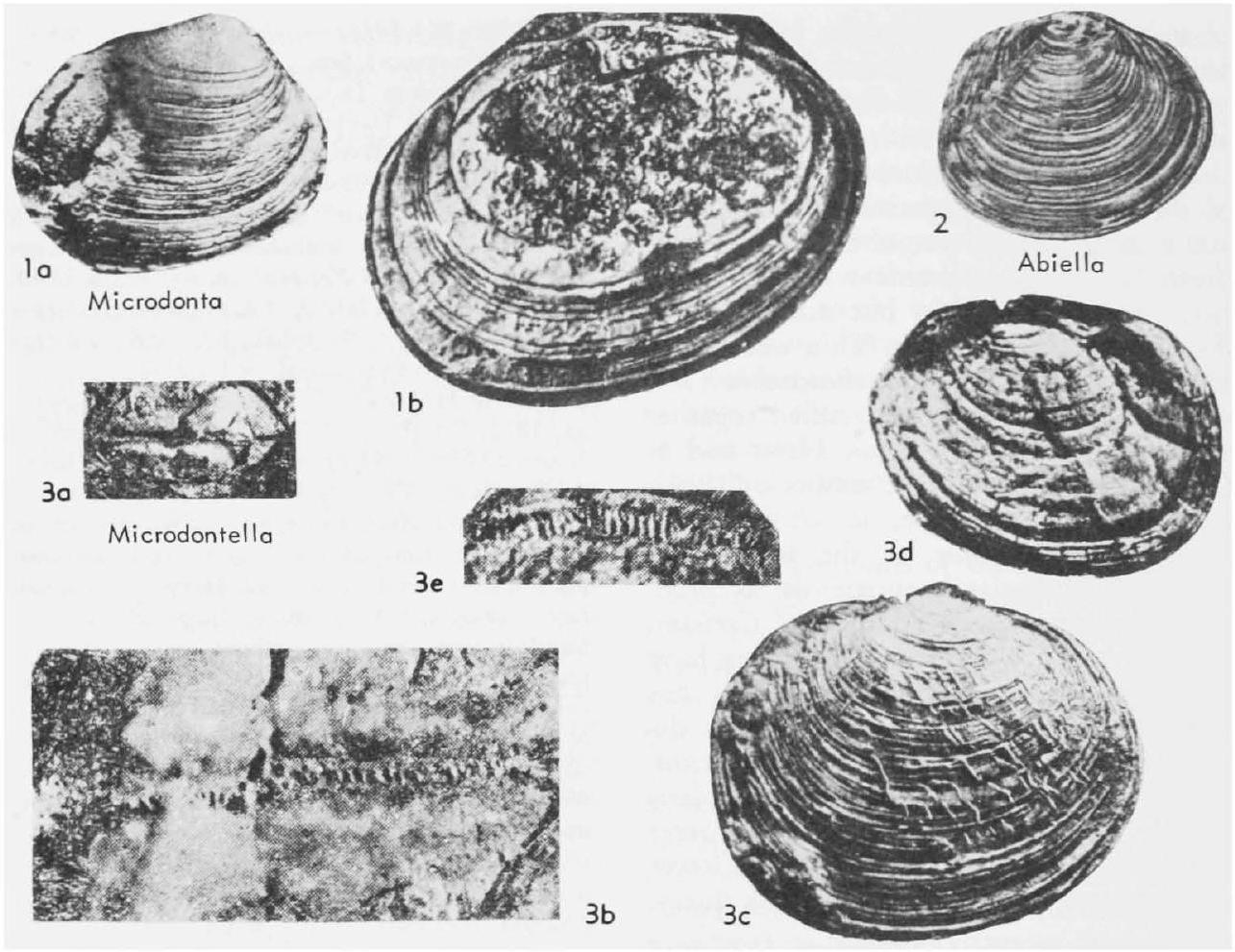 Fossil Image