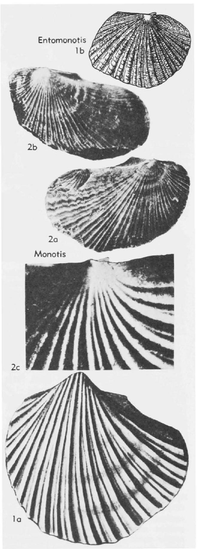 Fossil Image