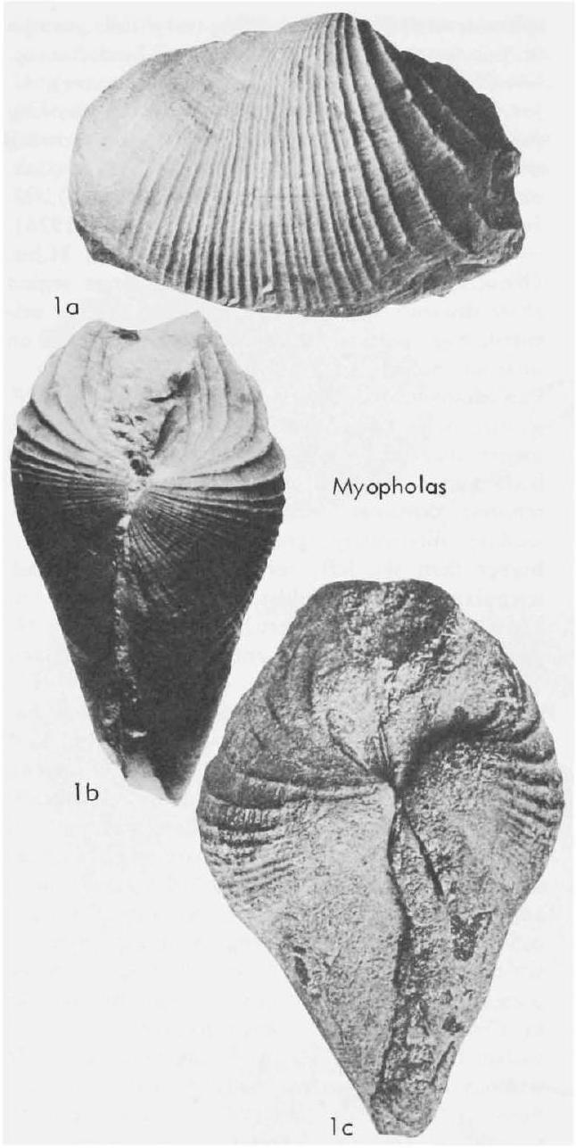 Fossil Image