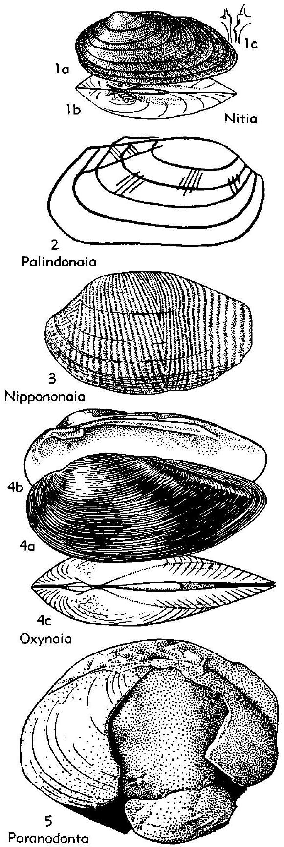 Fossil Image