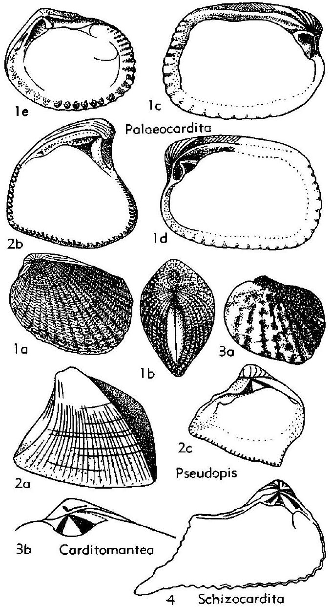 Fossil Image