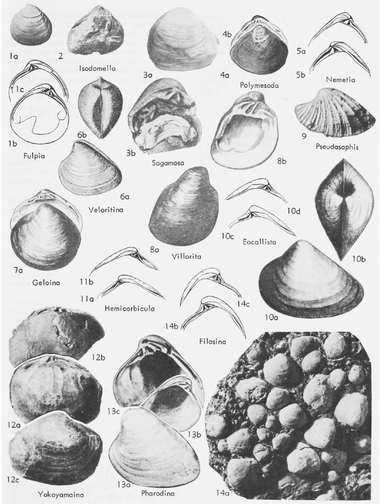 Fossil Image