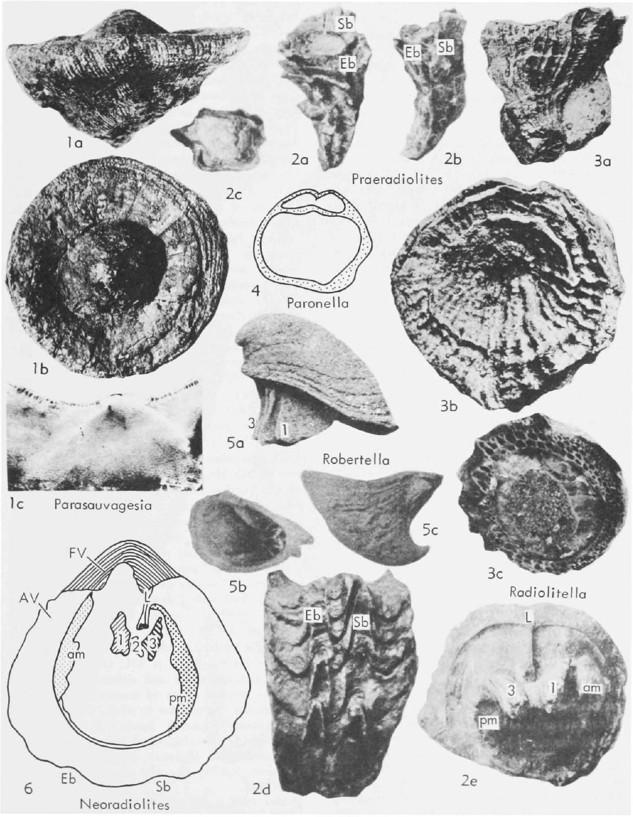 Fossil Image
