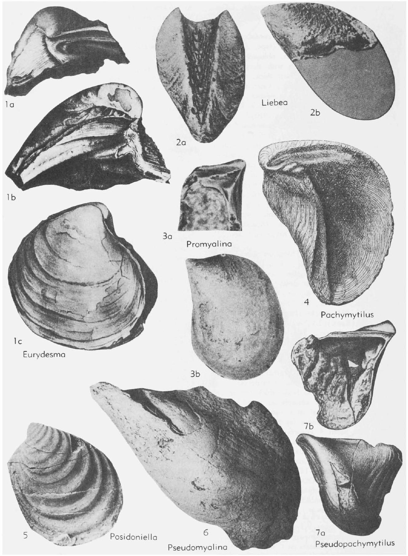 Fossil Image