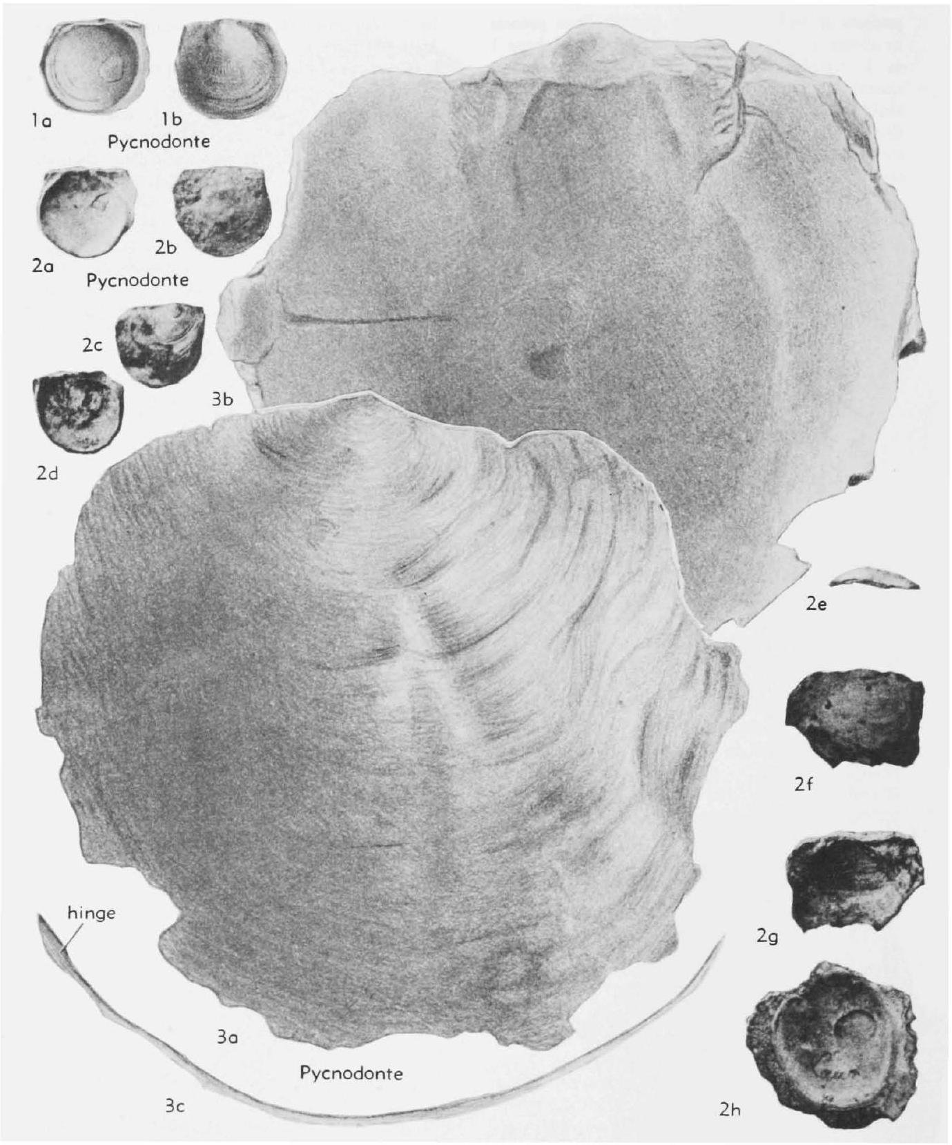 Fossil Image